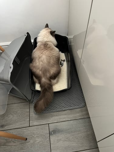 Customer photo review of 1 Month Supply – 1 Cat