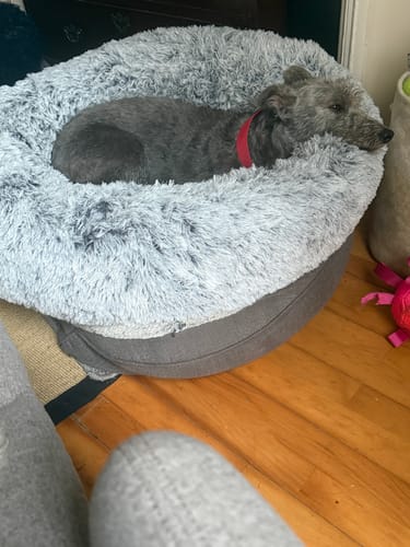 Customer photo review of Super Plush Donut Bed