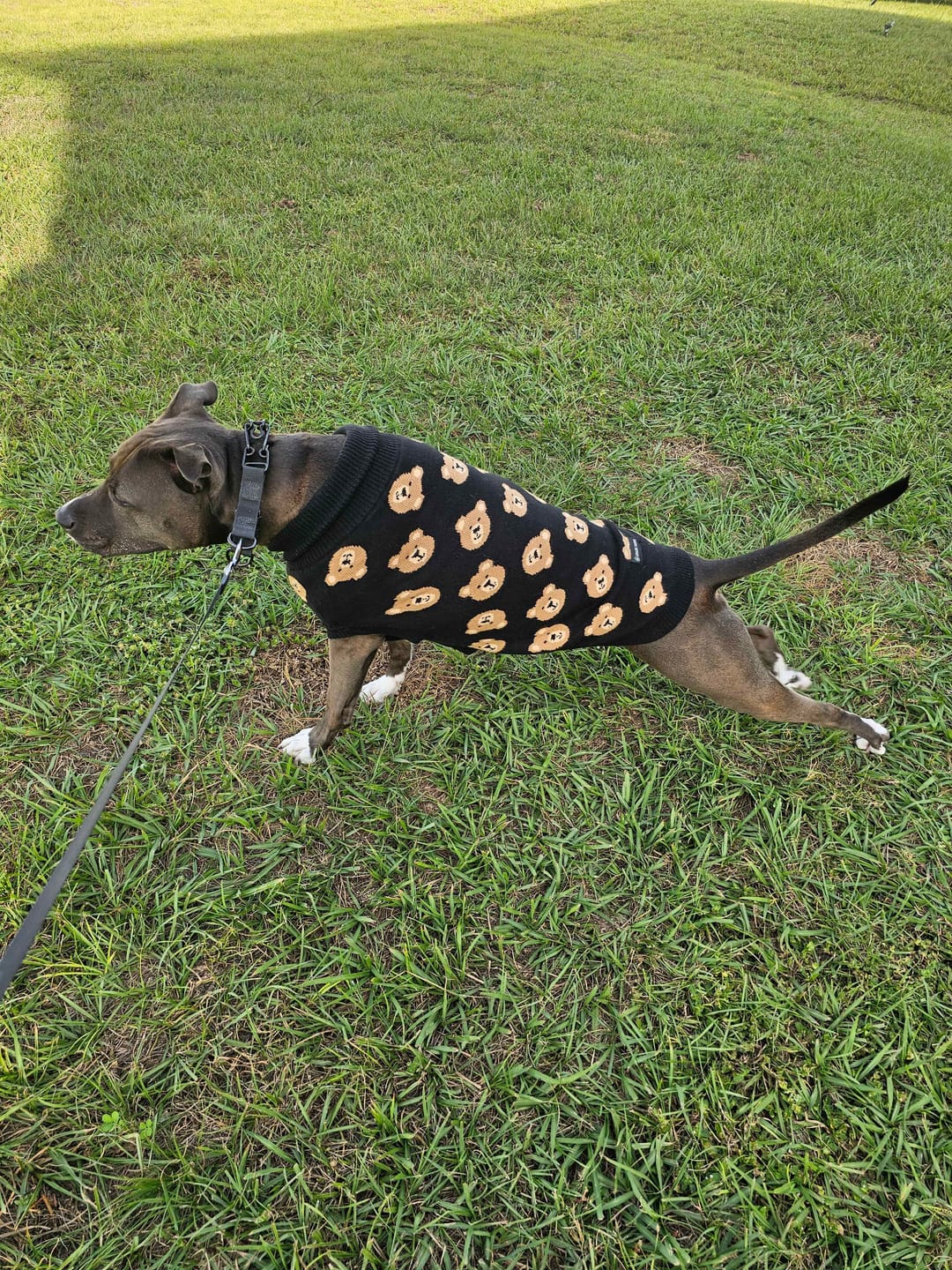 Customer photo review of Broken Teddy Bear Knit Dog Sweater - Black
