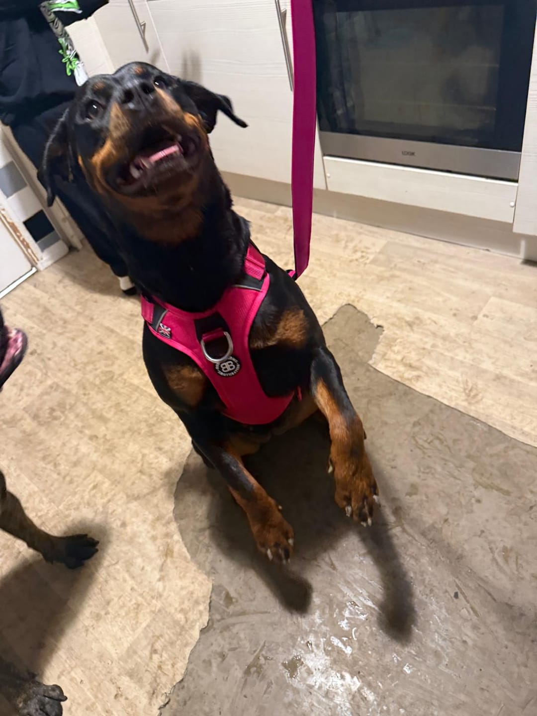 Customer photo review of Anti Pull Hurricane Harness Lighter | With Handle - Carminerose