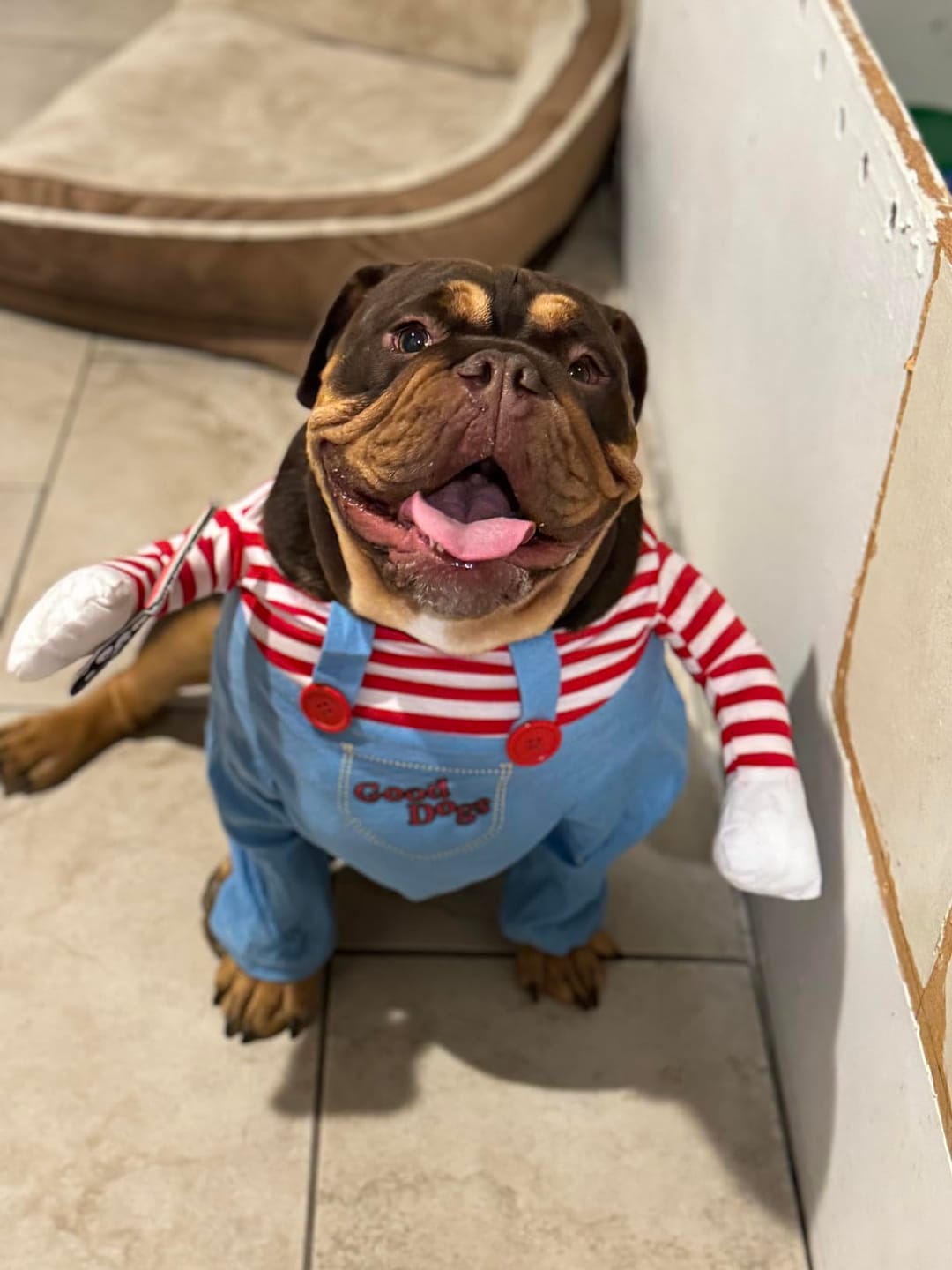 Customer photo review of Overalls with Knife Holder costume