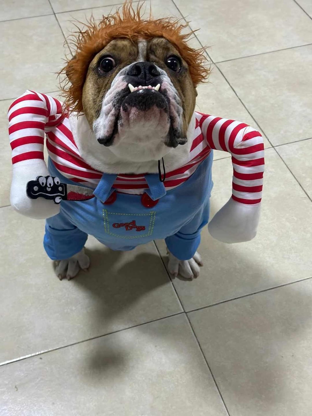 Customer photo review of Overalls with Knife Holder costume