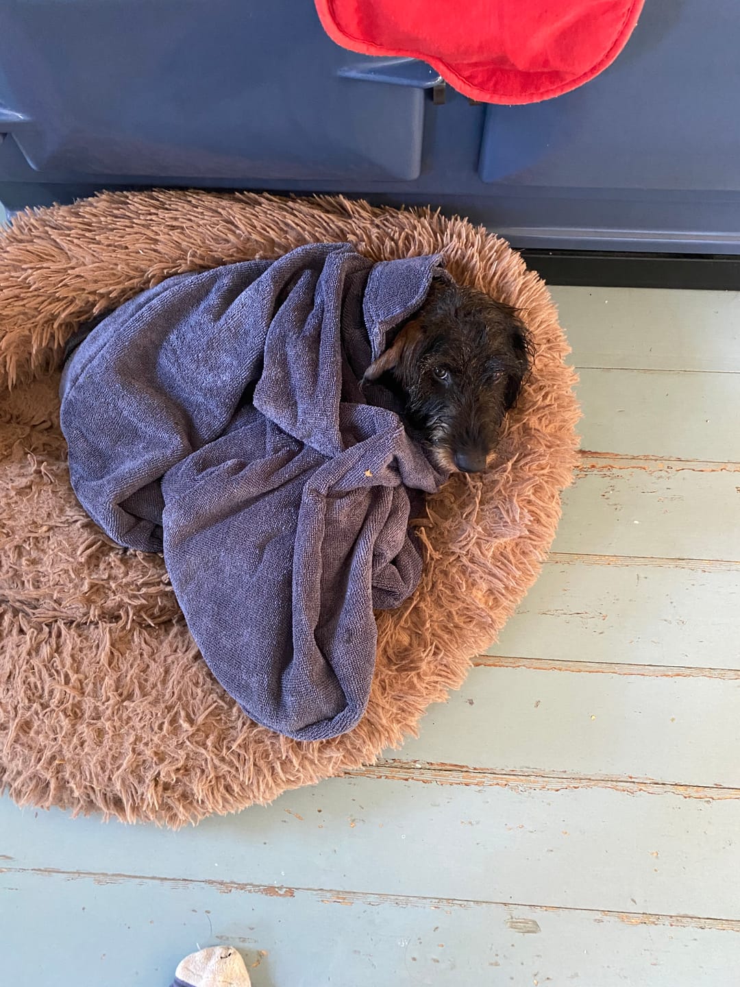 Customer photo review of Luxury Dog Drying Bag