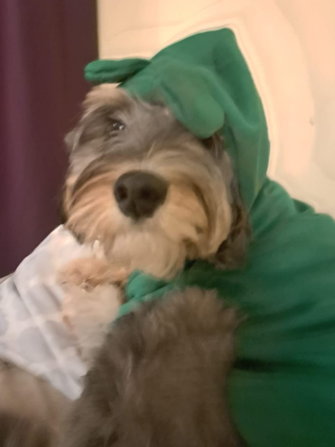 Customer photo review of Frog Hoodie Fleece Sweater