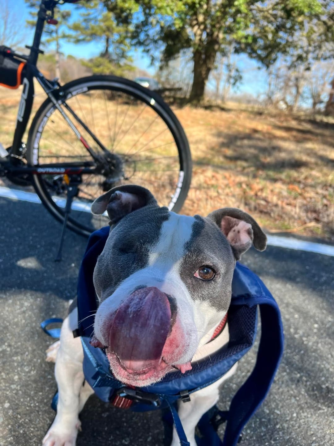 Customer photo review of DOGLEMI Hands-Free Carrier Backpack