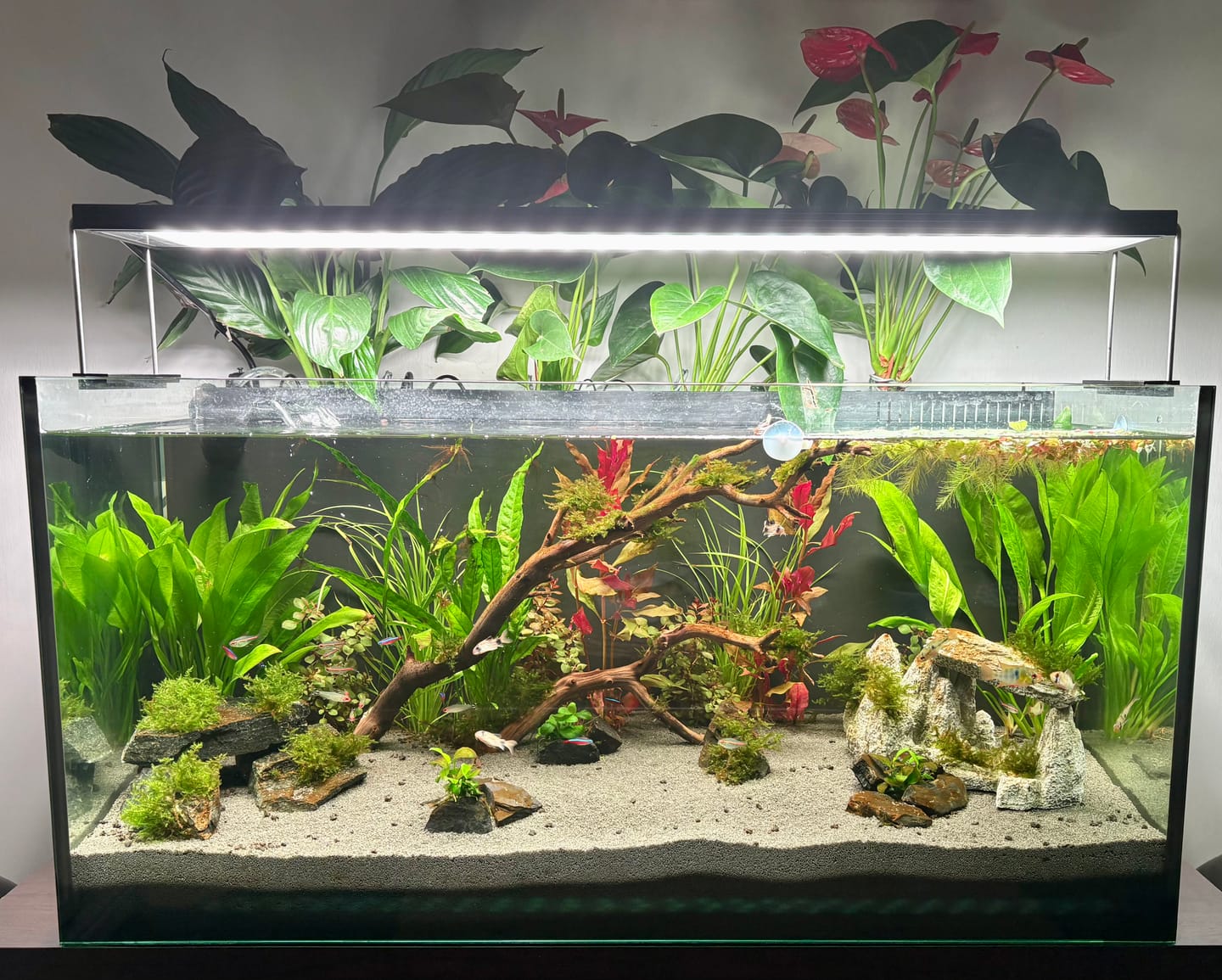 Customer photo review of Chihiros WRGB II Pro LED Light