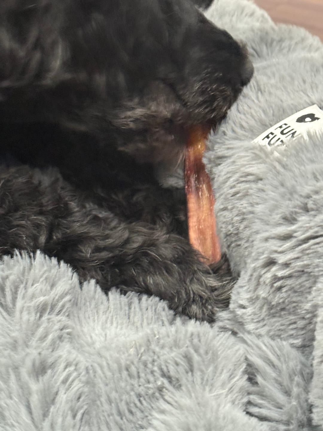 Customer photo review of 6 Inch Extra Thick Bully Sticks