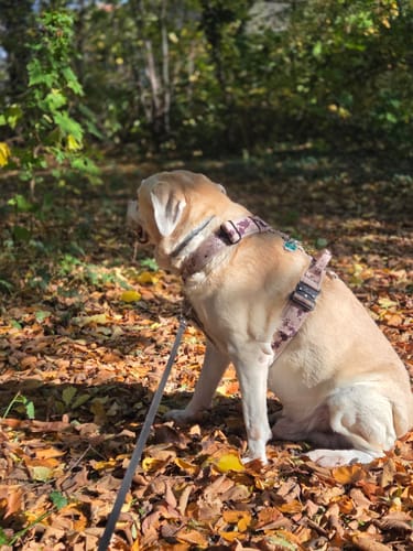 Customer photo review of Szelki z szybką klamrą - Easy Walk Extreme Camo Beige