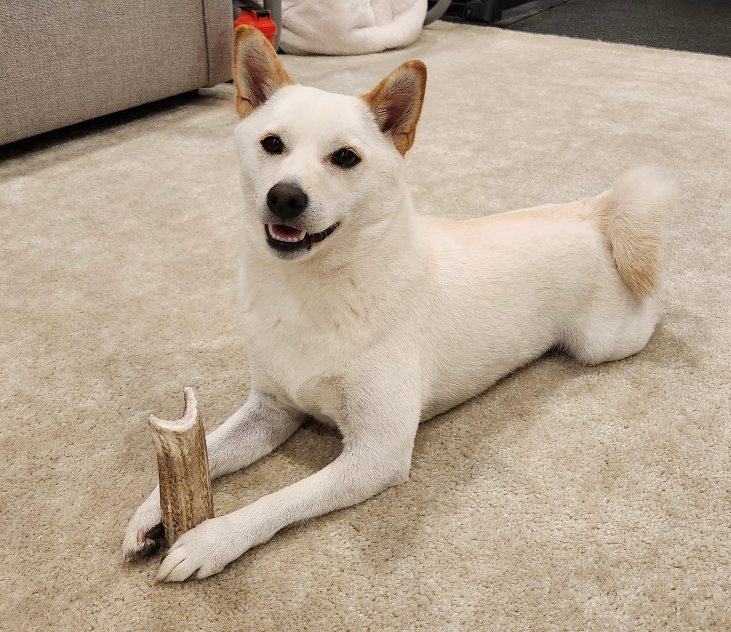 Customer photo review of Medium Elk Chew