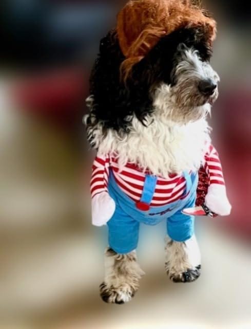 Customer photo review of Overalls with Knife Holder costume