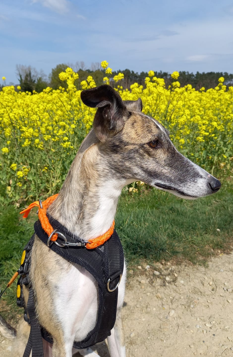 Customer photo review of Darmflora Test Basic Hund