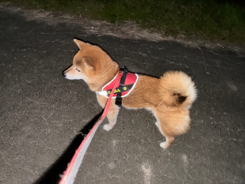 Customer photo review of FunFunPet 高機能ハーネス（お名前タグ作成サービス付き）