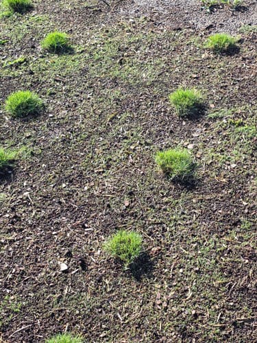 Customer photo review of GCI Turf Alpha Elite Bermuda Grass Seed