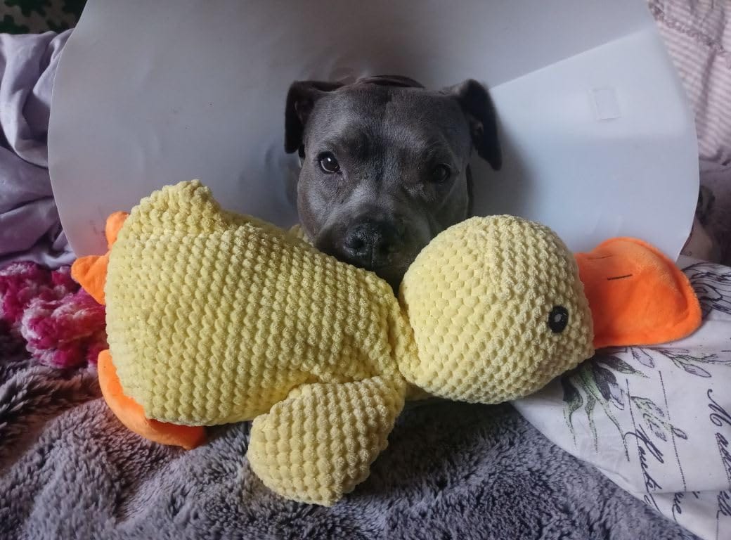 Customer photo review of [BEST SELLER] Calming Duck Dog Toy