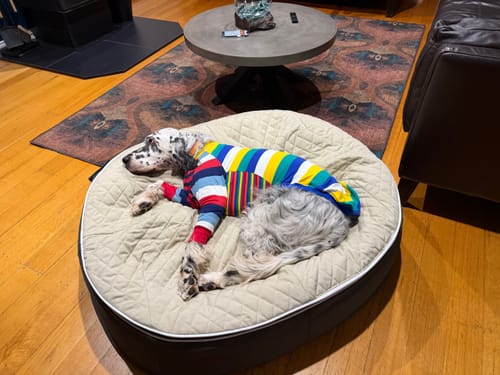 Customer photo review of Large Rebound Foam Mattress Dog Bed - Interior/Outdoor