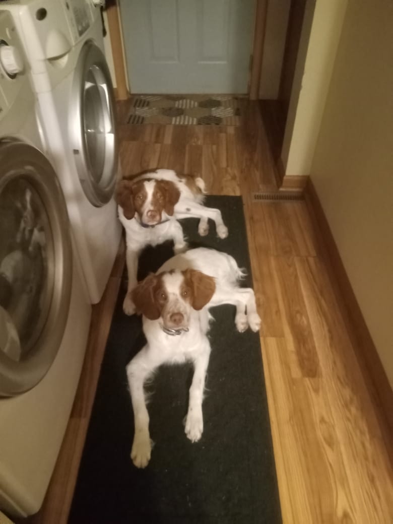 Customer photo review of GCP Flea & Tick Natural Defense for Dogs - 100 Soft Chews