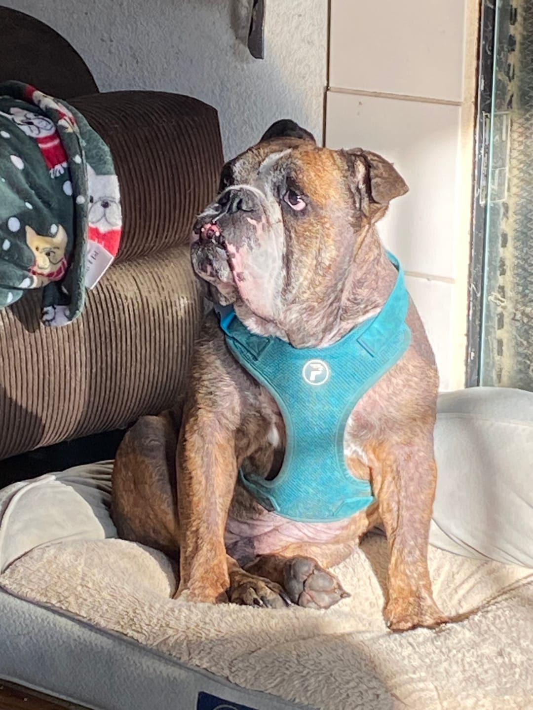 Customer photo review of Dog & Cat Ear Infection & Itch Relief Remedy