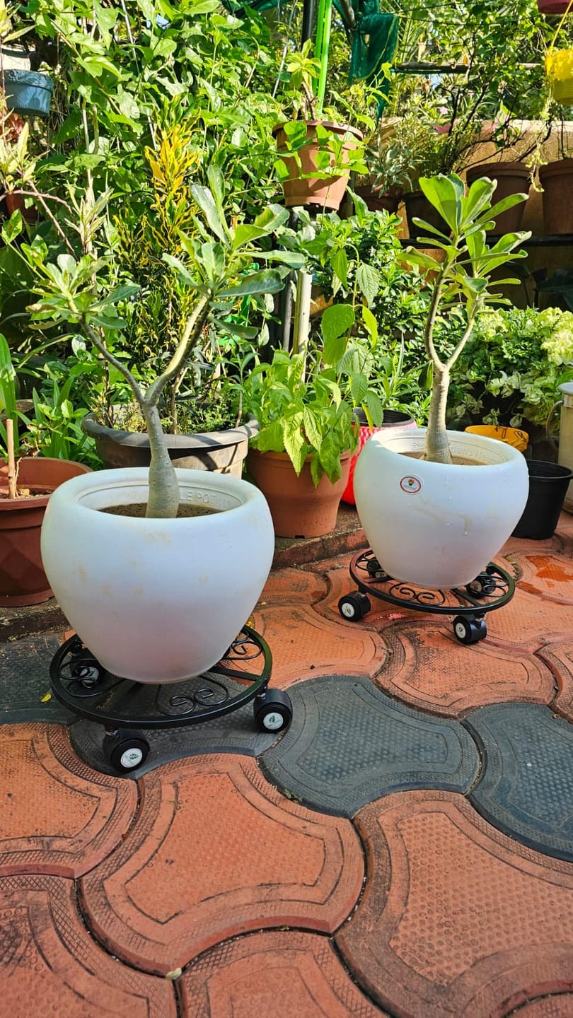 Customer photo review of TryGreen Luna Wheel Rolling Plant Stand for Planters