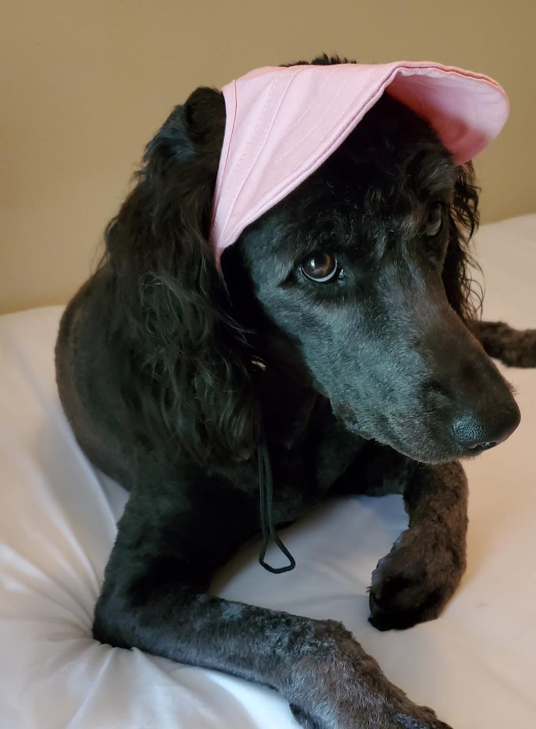 Customer photo review of Baseball Visor Hat