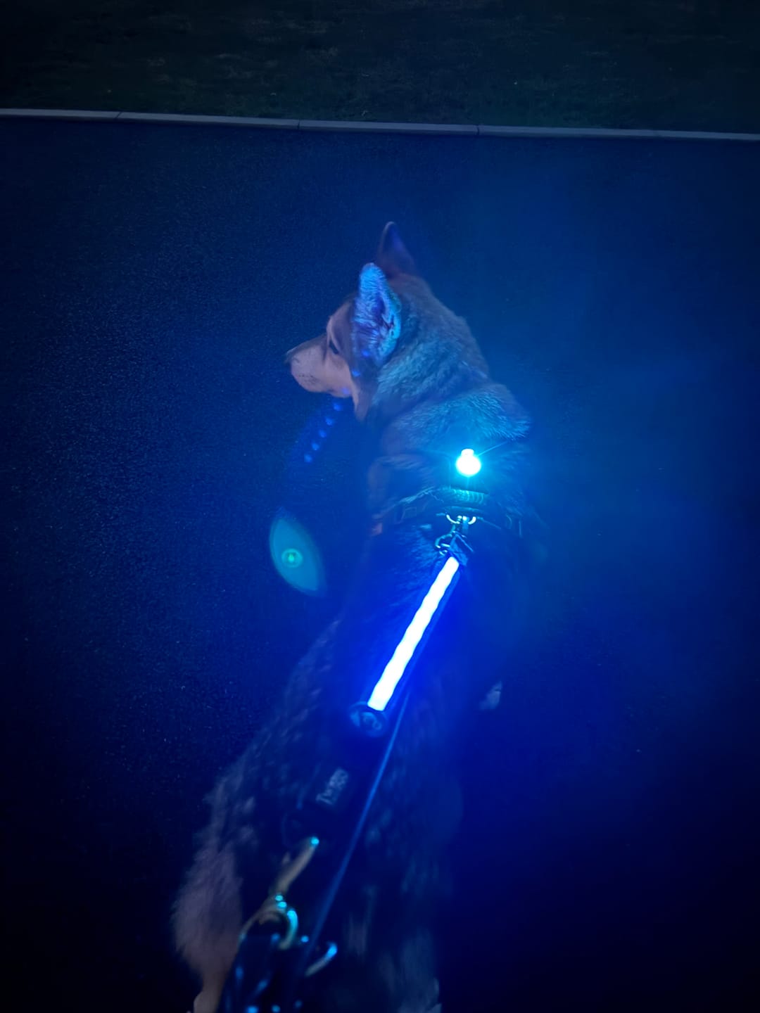 Customer photo review of TrekBright® Dog Safety Light