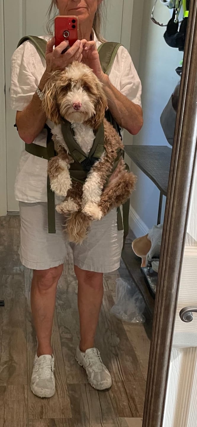 Customer photo review of DOGLEMI Hands-Free Carrier Backpack