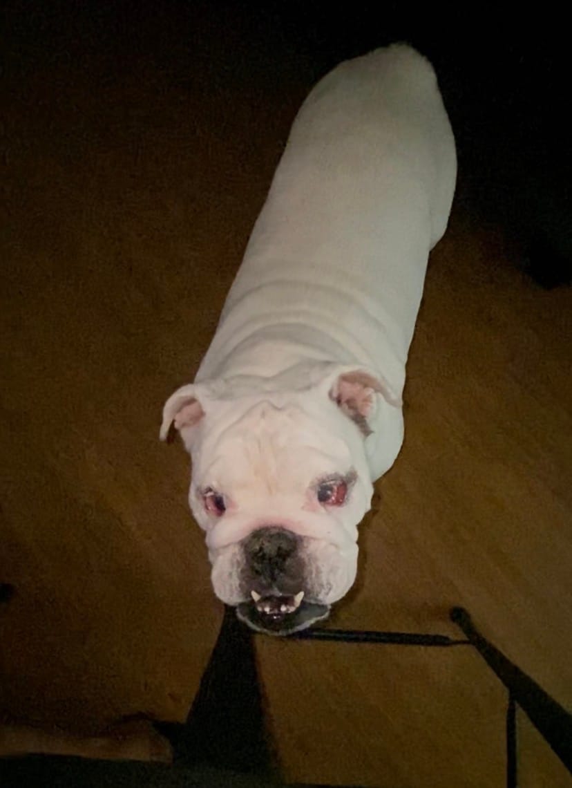 Customer photo review of Dog Eye Infection & Vision Support Remedy