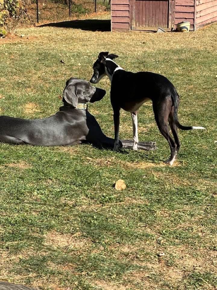Customer photo review of Guardian's Choice All Natural Flea, Tick and Mosquito Deterrent for Dogs - 100 Soft Chews  10.00% Off Auto renew
