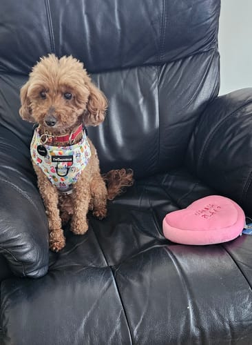 Customer photo review of HARNESS ADJUSTABLE - BEACH BLUEY