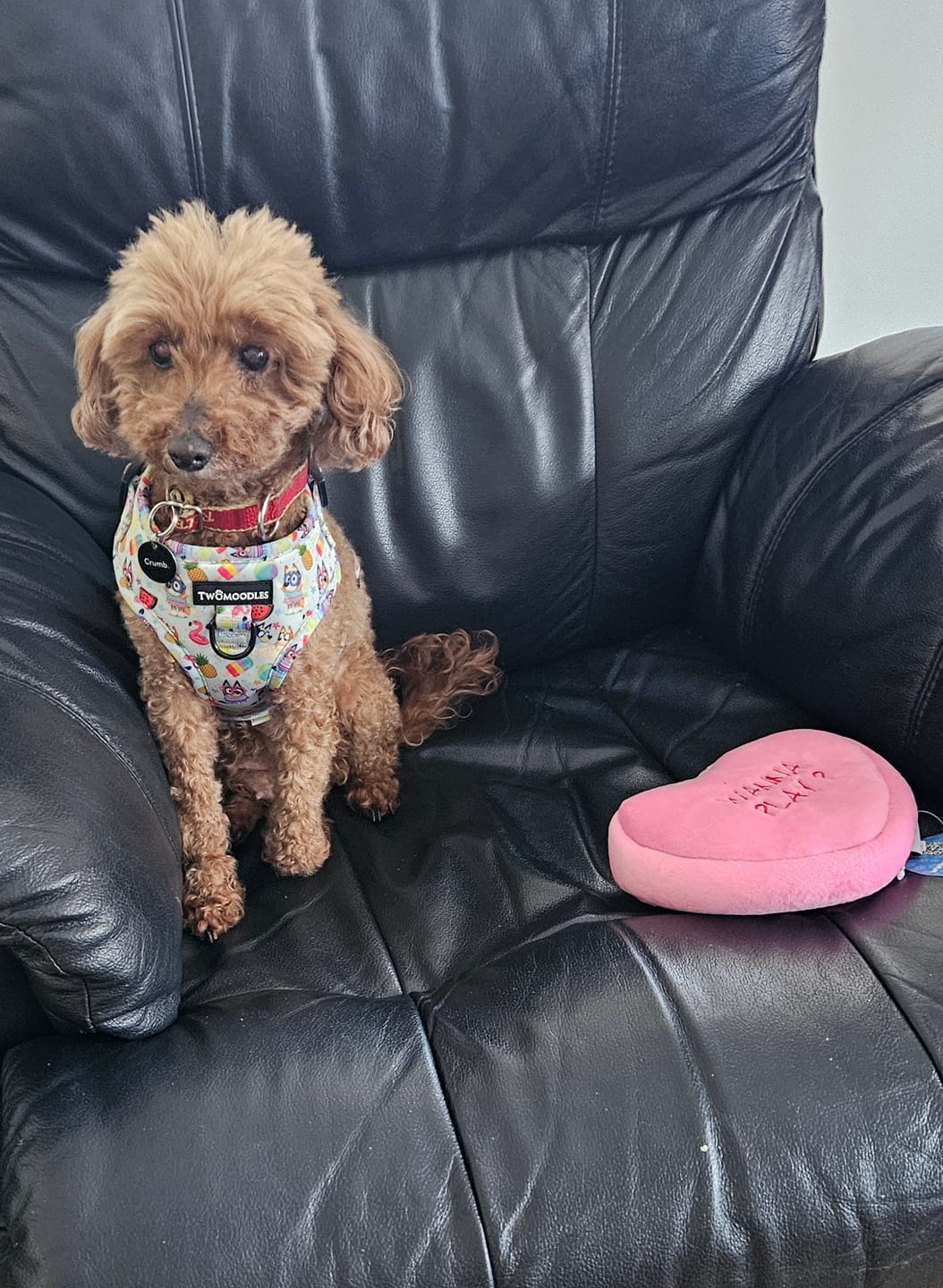 Customer photo review of HARNESS ADJUSTABLE - BEACH BLUEY