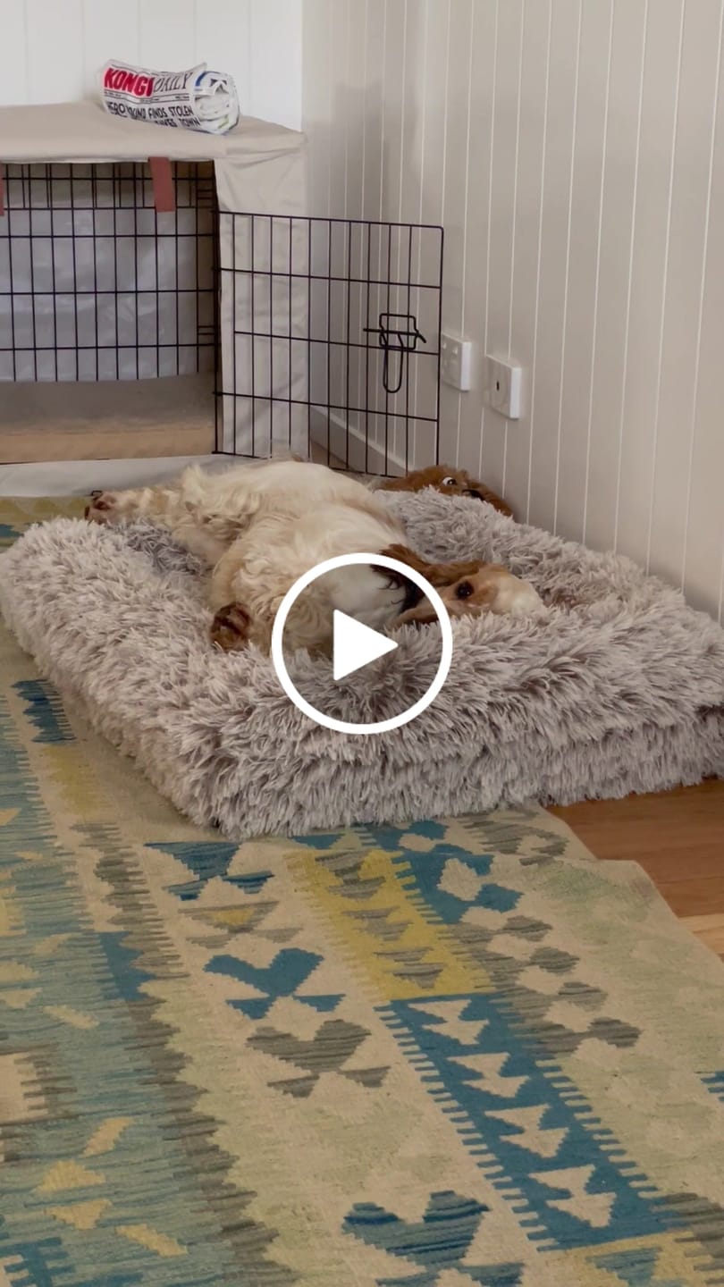 Customer video review of Kangaroo Pouch Hooded Dog Bed Cover