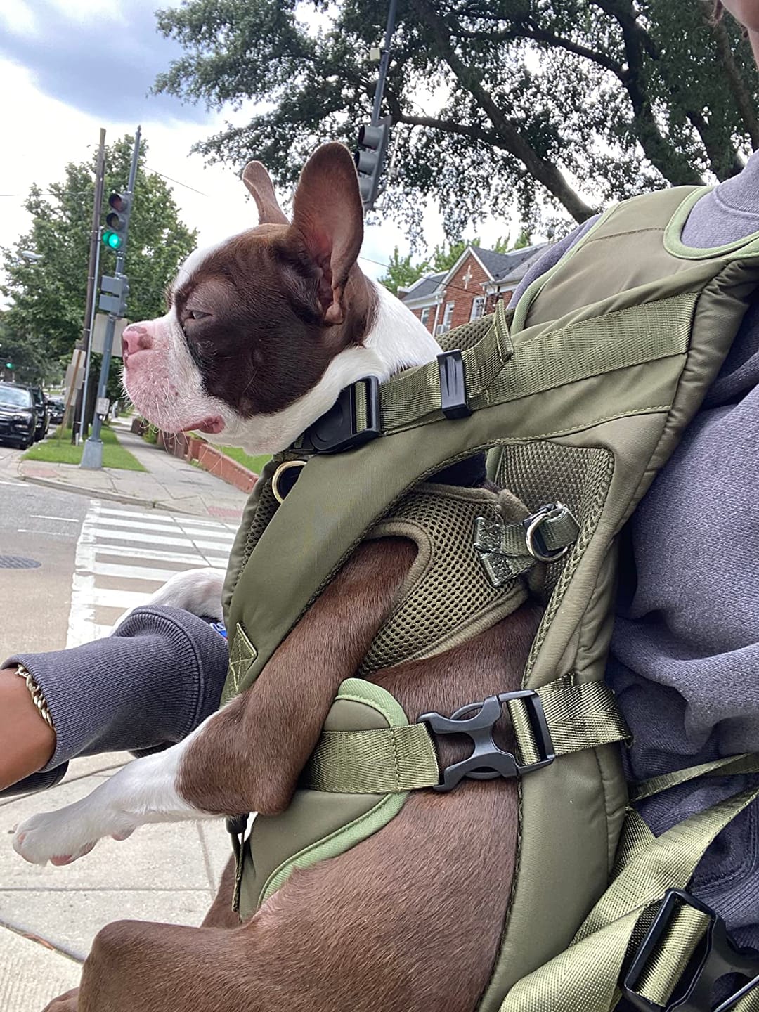 Customer photo review of DOGLEMI Hands-Free Carrier Backpack