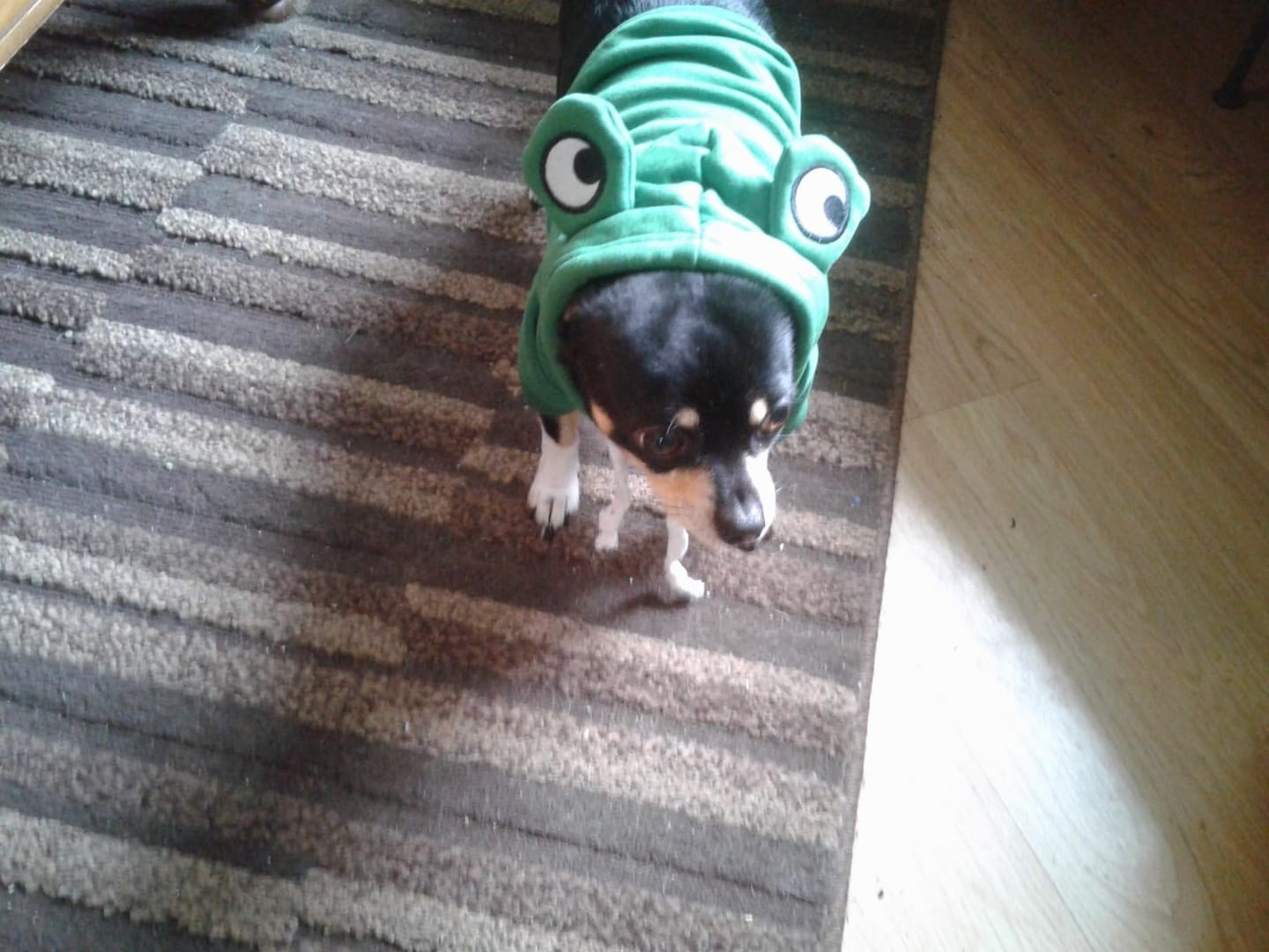 Customer photo review of Frog Hoodie Fleece Sweater