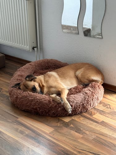 Customer photo review of Hundebett Fluffy Plus - Das Original