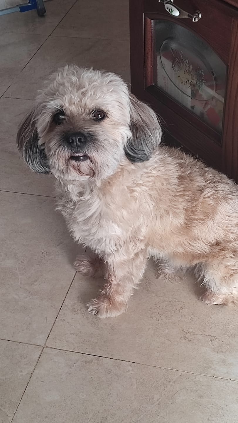Customer photo review of Linea Grain Free - Maiale con Patate Dolci e Mele - Cane Adulto