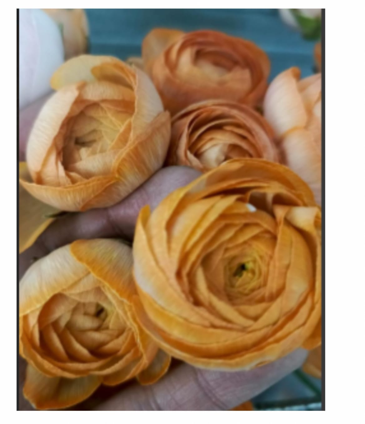 Customer photo review of Orange Ranunculus