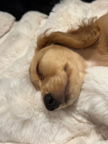 Kundenbewertung mit Foto zu CAILY | Hundedecke & Sofaschutz – Wasserdicht, waschbar & super weich