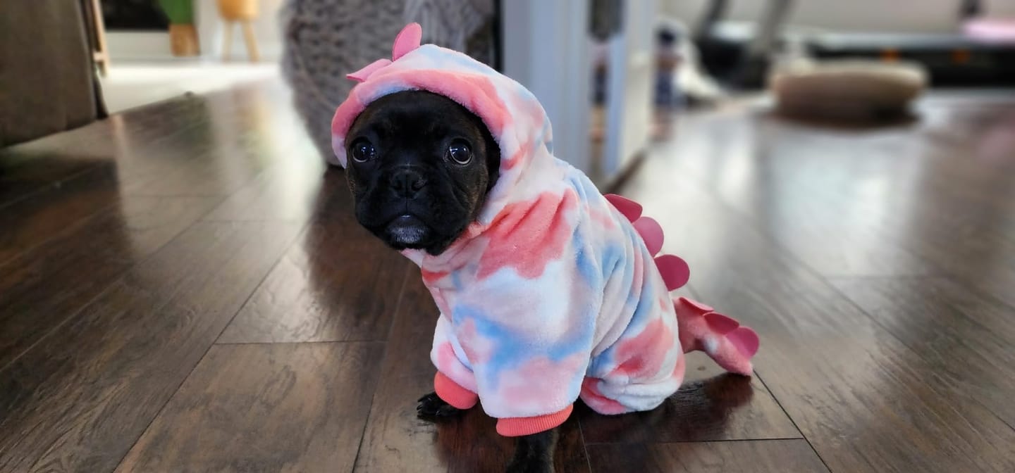 Customer photo review of Dinosaur Bodysuit costume
