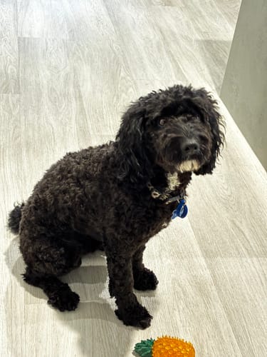 Customer photo review of GroomMate Pet Grooming Kit