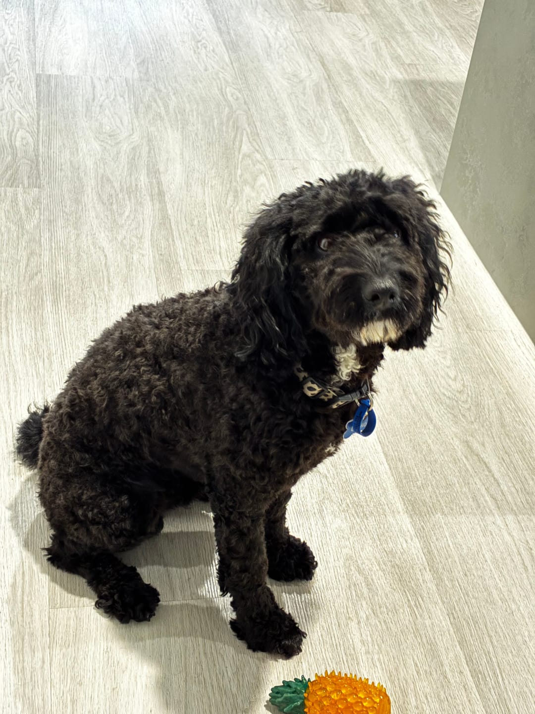 Customer photo review of GroomMate Pet Grooming Kit