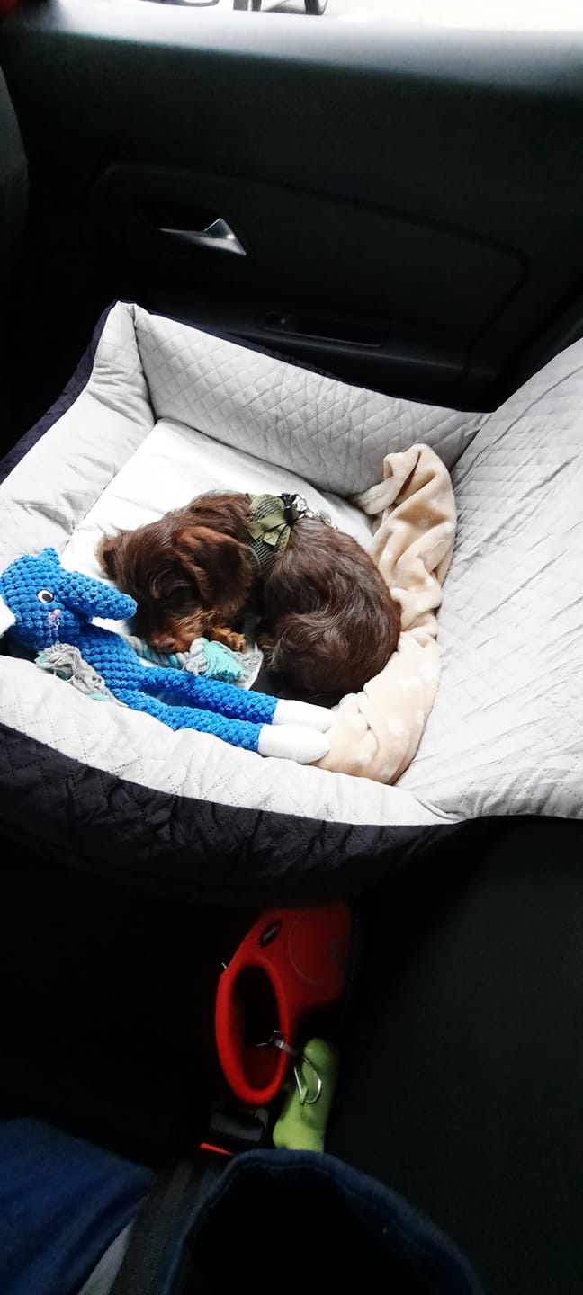 Customer photo review of Pet Perfect Luxe Autostoel Hond - Hondenmand Auto - Wasbaar