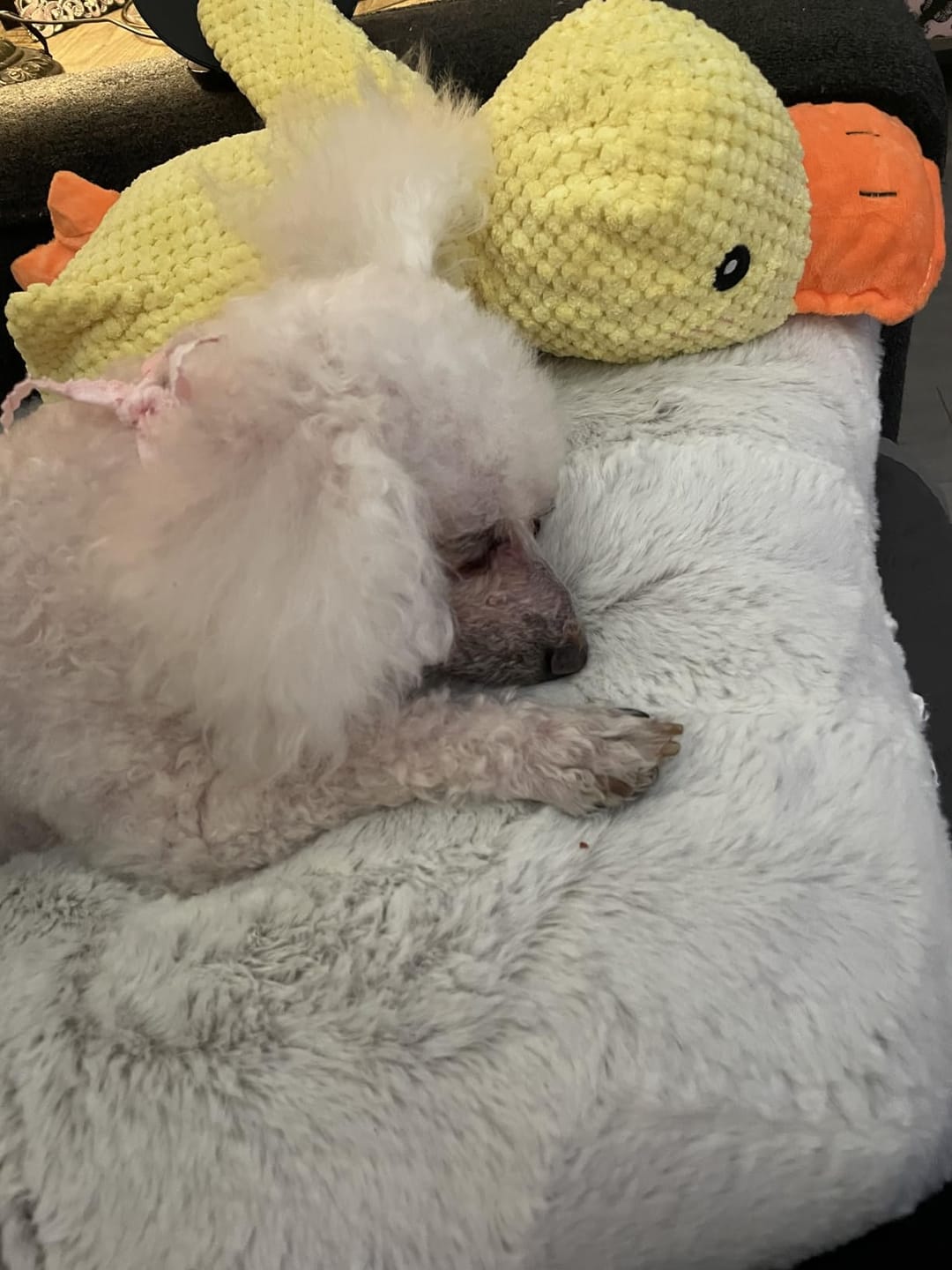 Customer photo review of [BEST SELLER] Calming Duck Dog Toy