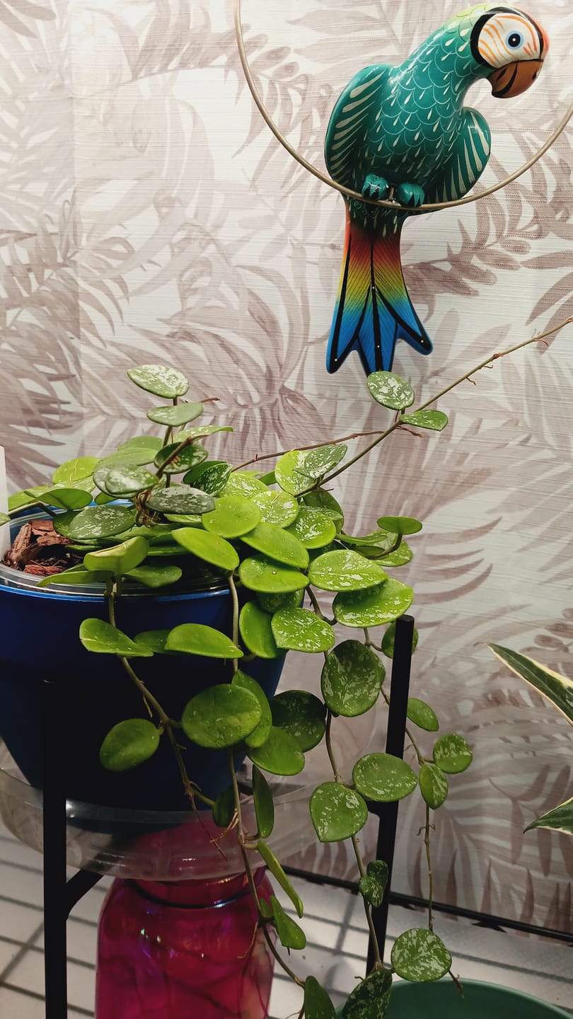 Customer photo review of Hoya 'Mathilde’ ‘Splash’