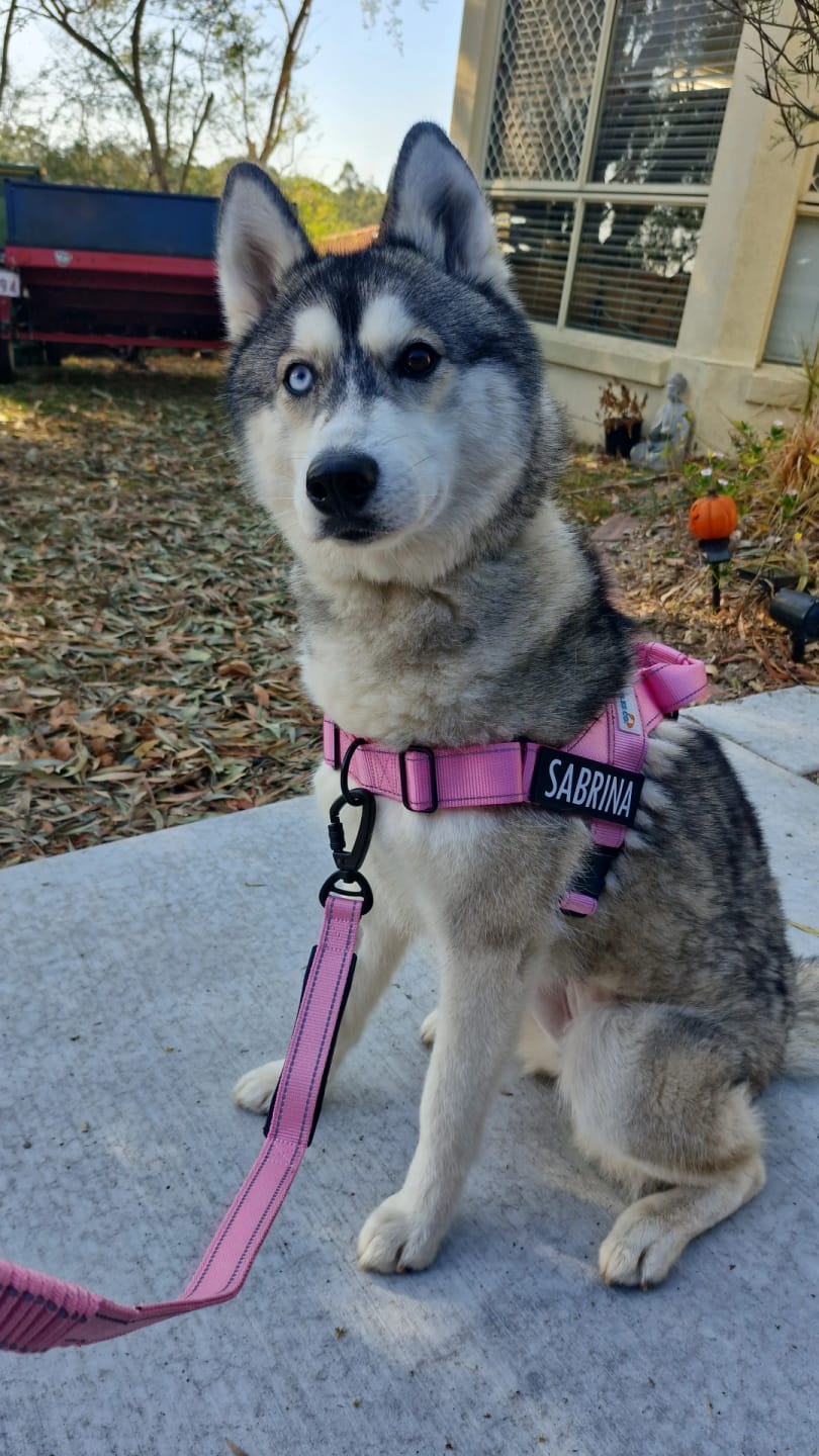 Customer photo review of No Pull Dog Harness