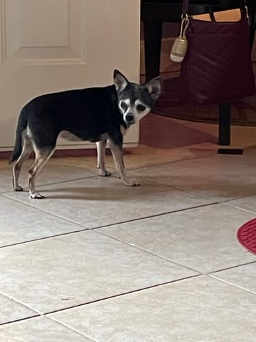 Customer photo review of Freedom Joint Drops