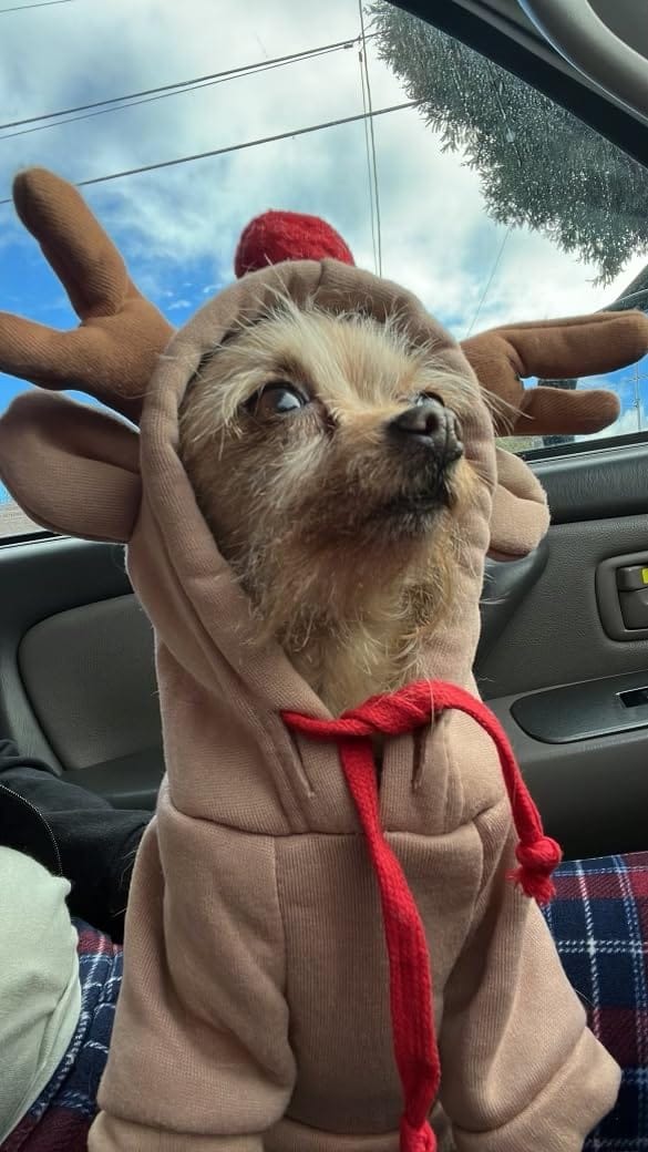 Customer photo review of Frog Hoodie Fleece Sweater