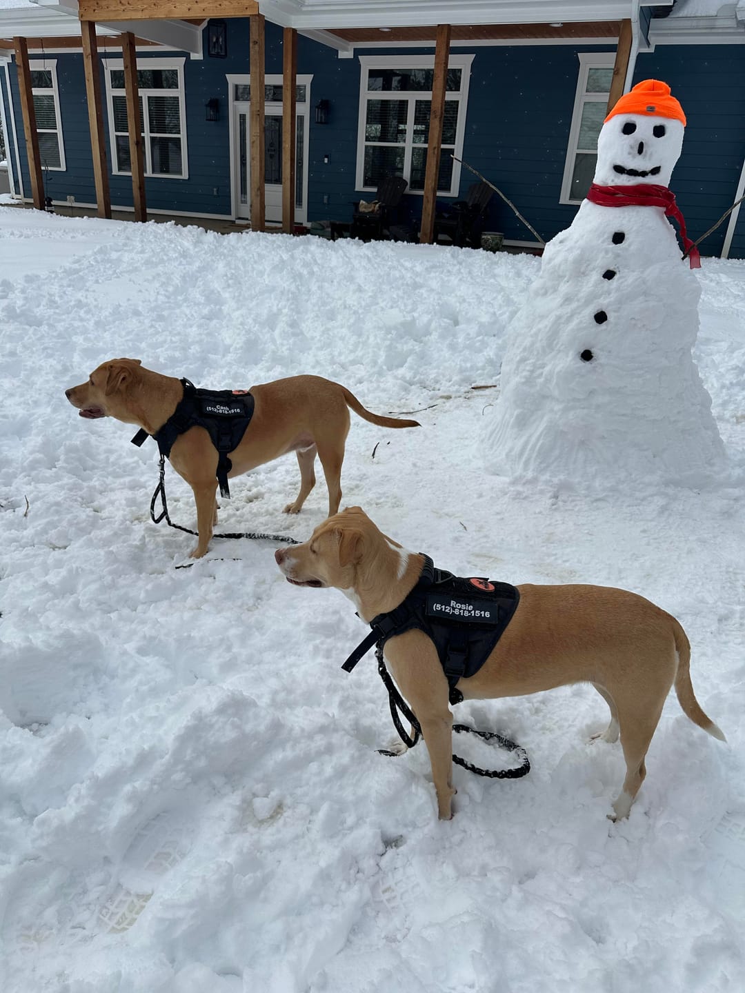 Customer photo review of Tactical Double Handle Dog Leash