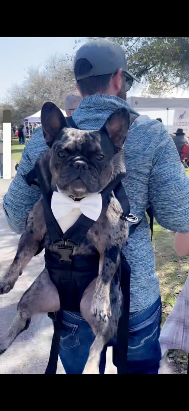 Customer photo review of DOGLEMI Hands-Free Carrier Backpack