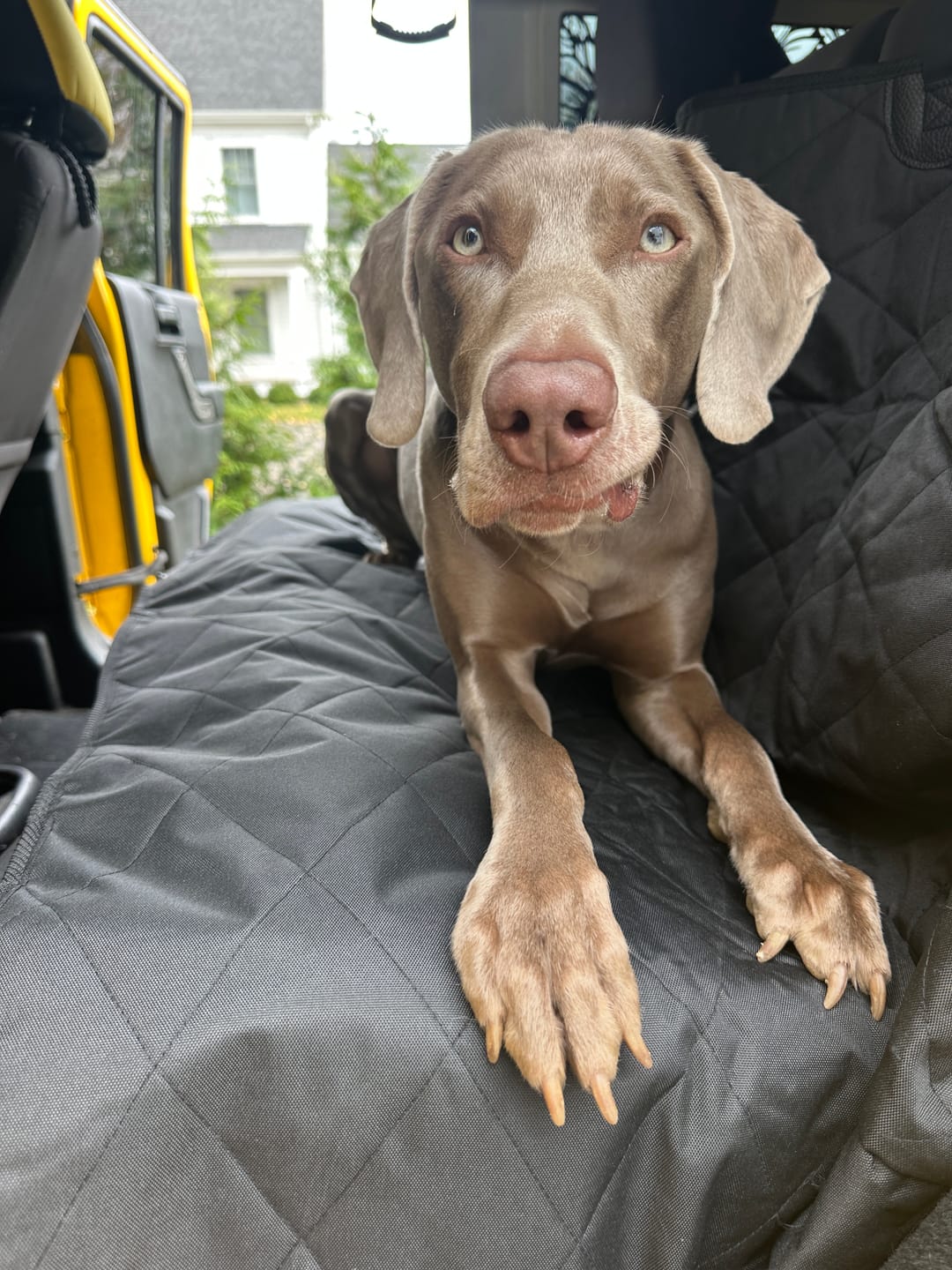 Customer photo review of Rear Seat Cover for Fold Down Seats - No Hammock - Regular
