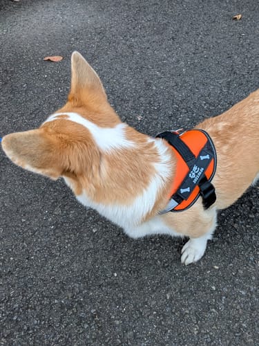 Customer photo review of FunFunPet 高機能ハーネス（お名前タグ作成サービス付き）