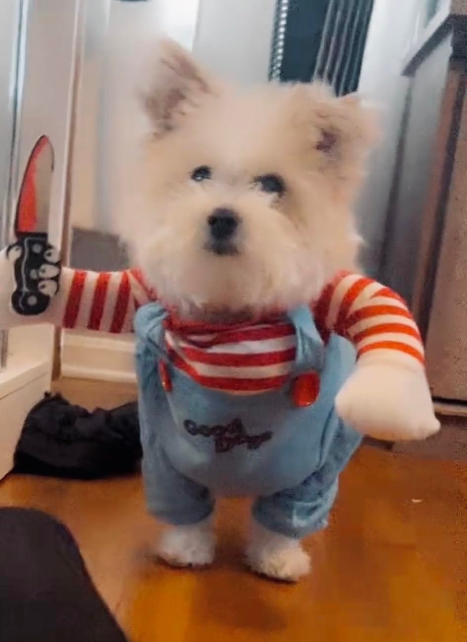 Customer photo review of Overalls with Knife Holder costume